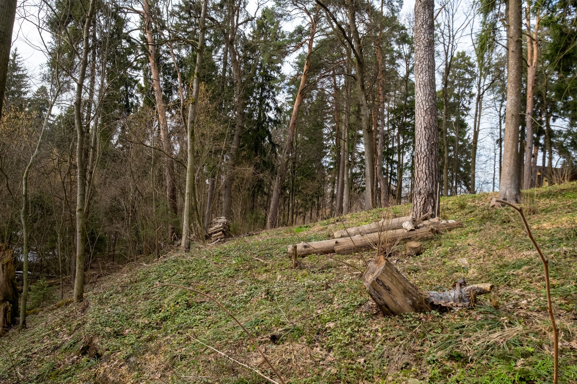 Ваш лес и река - фото 5
