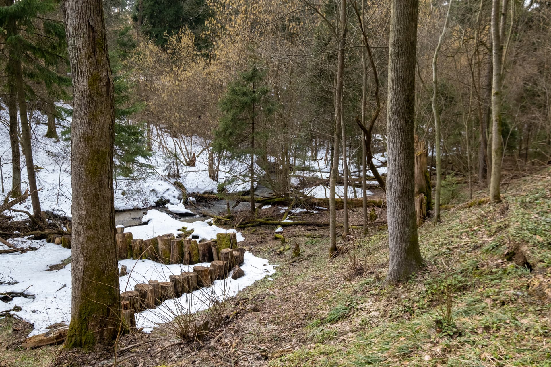 Ваш лес и река - фото 6